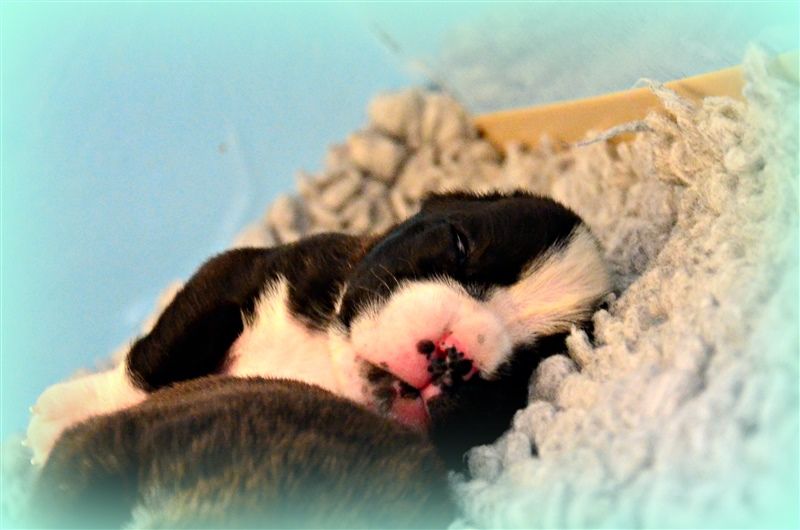 Freya, 15 days